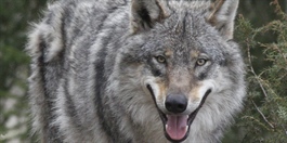 Avkom av immigrant-ulver lykkes bedre